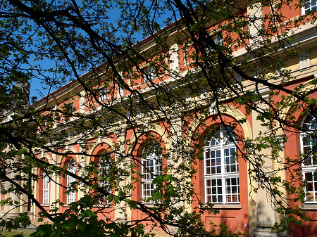 Bäume am Filmmuseum - Brandenburg (Potsdam)