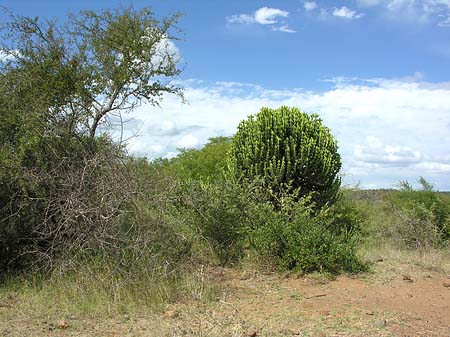 Landschaften - Limpopo