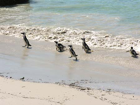 Pinguine am Strand - Westliches Kap